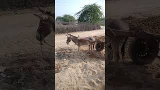 See how people in the desert are cruel to innocent animals #tharwildlife #villagelife #viralvideo