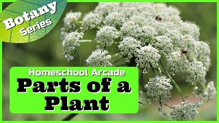 Parts of a Plant | 6 Main Parts and Their Functions