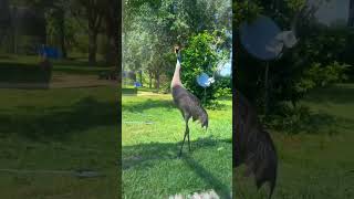 Florida Sandhill Crane #florida #bigbirds #orlando #sandhillcranes #prehistoric