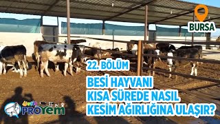 Kısa sürede besi hayvanları nasıl kesim ağırlığına ulaşır? - Yetiş Proyem 22. Bölüm