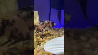 Feeding African Cichlid￼