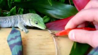 My Standing's Day Gecko Feeding from tweezers - Phelsuma standingi