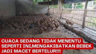 CARA PERAWATAN BEBEK PETELUR SAAT CUACA TIDAK MENENTU SEPERTI INI.