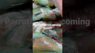 “Catching” the parrotfish #shorts #parrotfish #japanesefishing