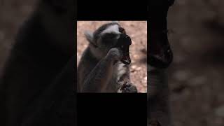 Lemur Eating #funnyanimals  #animals #funny #cuteanimals