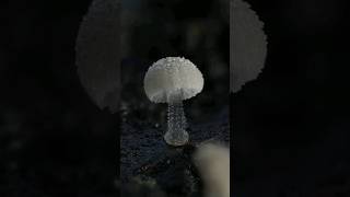 These tiny Mycena 🍄