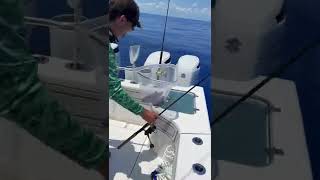 Feeding fish #fishing #fish #predator #ocean #shorts