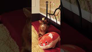 Cutest Orange Plush Cat Wins Over Skeptical Kitty! #shorts