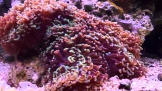 Wall Hammer Coral