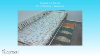 IQF Scallops on a Contact Freezer / Hardener