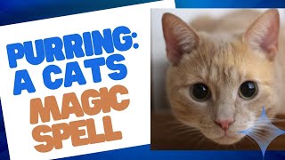 The Ultimate Magic 🐾 Cats Purring (with real purr soundtrack)