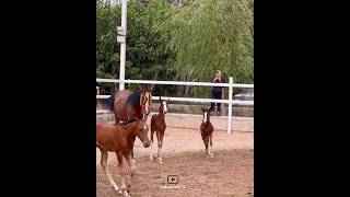 The horse and its twins🤩|اسب و دوقلوهاش🤩#animals #horse #cavalo #caballo #حصان #اسب