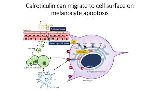 Calreticulin can migrate to cell surface on melanocyte apoptosis #Code: 626