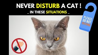 Never Disturb A Cat in These Situations! | The Top 3 Times You Should Never Annoy a Cat!