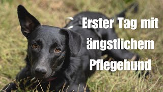 Erster Tag mit ängstlichem Hund - Pflegehund Mina kommt aus dem Auslands-Tierschutz