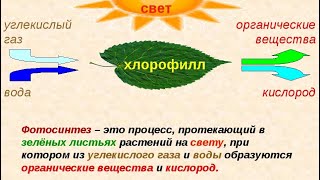 Первичное ОРГАНИЧЕСКОЕ вещество синтезируется РАСТЕНИЯМИ. Фотосинтез / Бутакова О.А. и Фролов Ю.А.