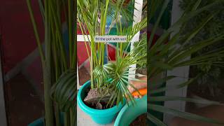 How to Retop Areca Palm|soil mix for areca palm|#banita21#shorts#youtubeshorts#viral#ytshorts#plants