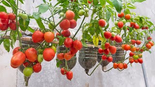 Just one egg, your tomato plant will produce a lot of fruit | Planting hanging tomatoes