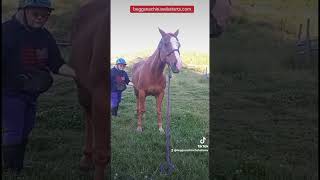 My mare LOVES belly rubs!