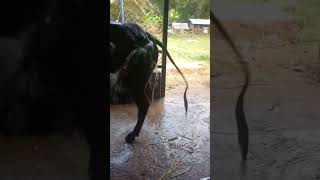 Bath time #ponnipermaculture #anaimalai