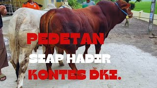 PEDETAN CROZ BRAHMAN SIAP HADIR DI KONTES DKI JAKARTA