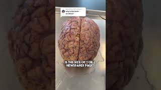 Why Is The Brain Wrinkled?