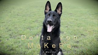 Puppy German Shepherd Delta von MaKeRa 5 months IGP/IPO foundation Dog Training