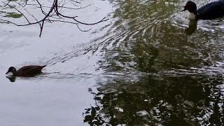 Lago dos Patos - Parque Ecológico Águas Claras