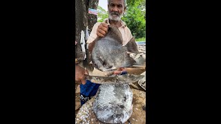 🔴 Live BLACK SPADEFISH CUTTING SKILLS