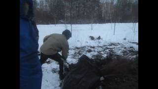 Зимняя посадка саженцев в Косино-Ухтомском г. Москвы