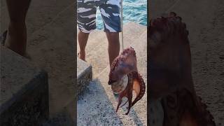 catching an Octopus #shorts #fishing