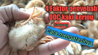 Penyebab Anak Ayam petelur kaki kering dan cara mengatasinya