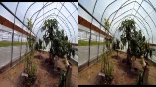 VSU Papaya Greenhouse 3D