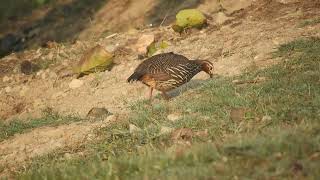 Swamp francolin