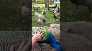 Amazing video #peacock #sbyshorts #danceperformance #peacocks #shortvideo