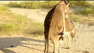 Big Male #Donkey Enjoying With Female #Donkey In Jungle  @SunriseJungleBeat