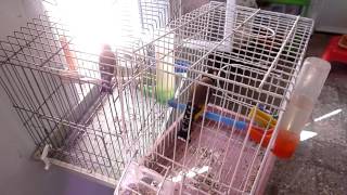 Chardonneret Parva Cage a Cage Males Coupleur  Agressif