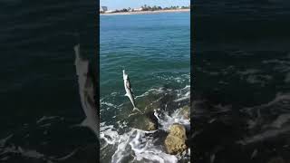 Mackerel on the go!Fast fun fish!Inshore action.Fish fry.fast fish.florida shoreline fun.SUBSCRIBE