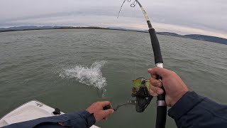 Trolling for big false abacore (little tunny) - Daiwa BG 8000 action