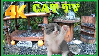 4K Cat Tv Dog TV Chipmunks , Squirrels  and birds #catv