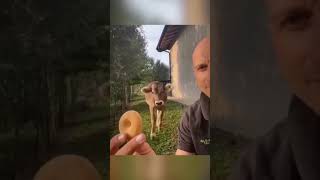 Human buys a treat for the baby cow