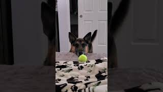 German Shepherd playing ball - my rescue dog being cute