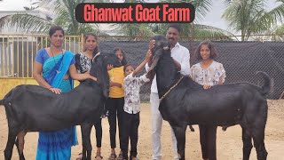 Ghanwat Goat farm| Beetal Breeding Farm|