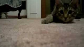 Cat Pounce