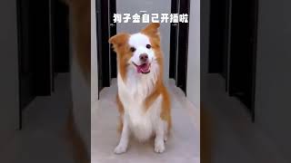 Dog influencer #shorts #dogtricks #bordercollie #smartdog #funny