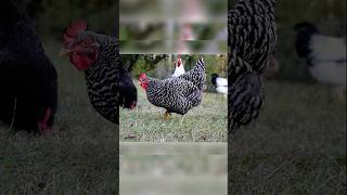 Have You Ever Heard Of This Chicken #shorts #chicken #animals