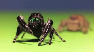 Regal jumping spider Rex