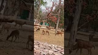 #shorts #youtubeshorts #trendingshorts #trending #viral #shortvideo #animals #animalcrossing #animal