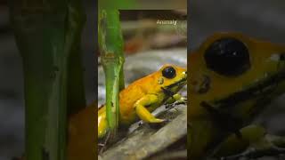 Golden Poison Frog