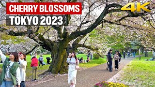 Cherry Blossoms Season is Ending・4K/Binaural